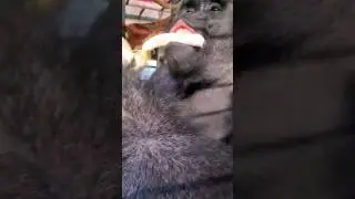 This gorilla is enjoying bananas, bell peppers and dragon fruit! #gorilla #eating #asmr #satisfying