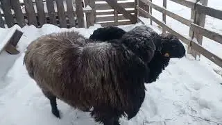 Эдильбаевские овцы и Гисарский бараш.