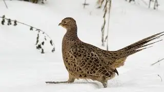 Собаки підняли фазана на прогулянці.