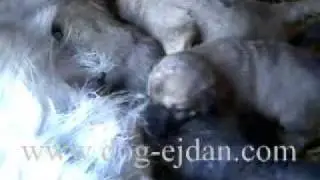 Kangal,Кангал,Turkısh Kangal www.dog-ejdan.com