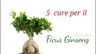 Ficus Ginseng - 5 consigli utili per la sua coltivazione