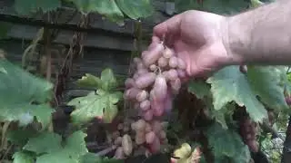 Преображение сорт винограда Беларусь 23:09:2023г.