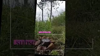I'm FREE, let me CAMP