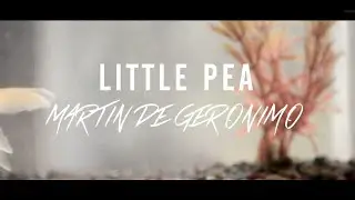 Little Pea - Martin de Geronimo - ADELANTO