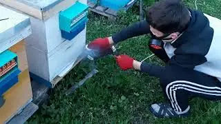 Сублиматор, обработка от клеща.