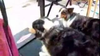 Trinity Blue & Domino Dog Treadmill Workout
