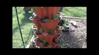 Strawberry Tower Watering