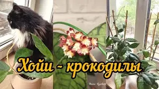 хойи крокодилы 🐊