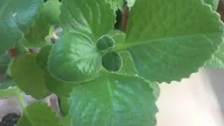 Plectranthus (Indoor Mint). Pruning and Rooting. (Part 4)