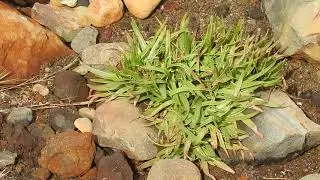 Herbal Materia Medica #12 Plantago maritima