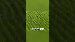 Ducks Are Natural Herbicide 