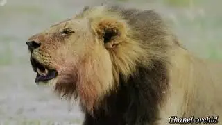 asal usul singa atau Simba si raja hutan