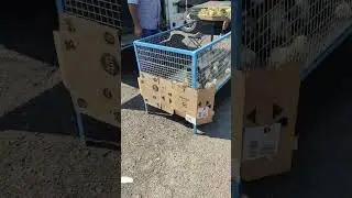 Птичий рынок г.ЧИРЧИК