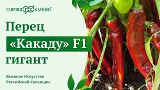 Сладкий перец 
