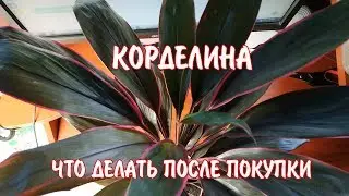КОРДЕЛИНА / Пересадка после покупки / Домашние комнатные растения