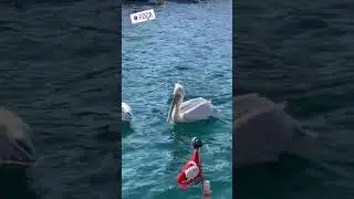 foca