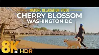 8K HDR Most Beautiful Cherry Blossom Festival in Tidal Basin, Washington DC (2.37:1 Aspect Ratio)