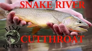 snake river cutthroat