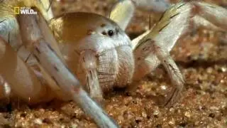 10 САМЫХ НЕОБЫЧНЫХ ПАУКОВ