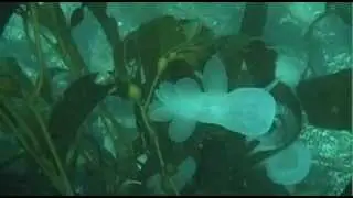 underwater naked lung SEX in Monterey