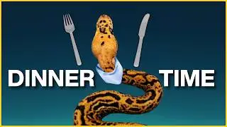 5 Feeding Tips Every Ball Python Keeper MUST Know!