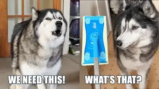 Buying The Adverts My Husky Tells Me To! Pt1 A MOP!