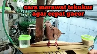 Tips agar burung derkuku rajin berbunyi