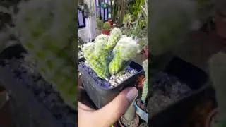 #Succulent #plant #succulents #plants #cactus #propagation #homegarden #care #tips