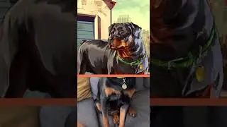 Is this Chop from GTA 5 in Real Life?