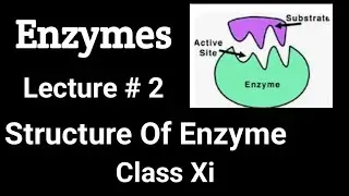 Structure of Enzyme (New Book) MDCAT Preparation.(Biology XI)