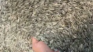 Organic stripped Sunflower Seed ( Double cleaned )