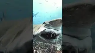 Зубы акулы