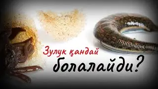 Зулук қандай кӯпайишади?