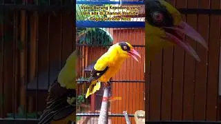 Burung kepodang emas gacor #gogorsutrisnonnzz #kepodang #kicaumania