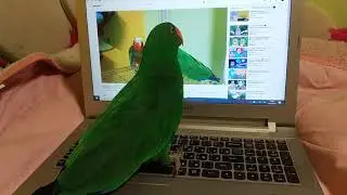 Эклектус смотрит Ара Фм
