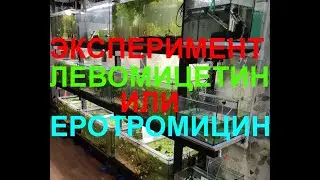 Кто эффективнее Левомицетин или Еротромецин. Эксперимент на барбусах.