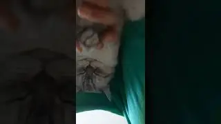 #чапачапа#cat#кот#кошка#ютуб#youtube