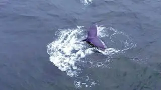 Whales video captured by drone. Засняли китов с дрона в Африке 