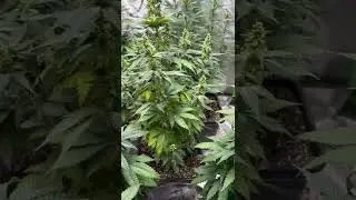 RKS male pollen dump