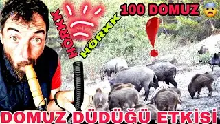BU BİR DELİLİK~DOMUZ DÜDÜĞÜ İLE DOMUZ ÇAĞIRDIK~100 TANE DOMUZ~BABAMA HEDİYE