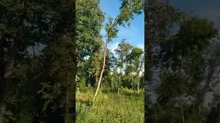 Как кукует кукушка