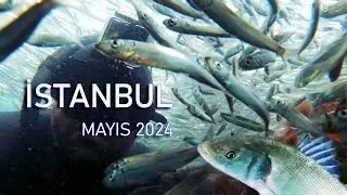 İstanbul Kıyılarında İnanılmaz Balık Sürüleri ve Levrekler  |  Mayıs 2024