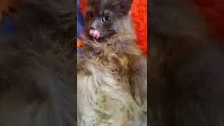После вкусного обеда...