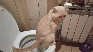 Мой любимый котик 🍑 Персик)))моя гордость