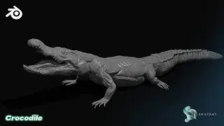Crocodile Anatomy Modeling In Blender (Base #1)