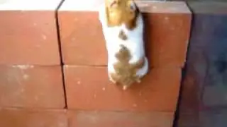 Паркур хомяка / Hamster`s Parkour