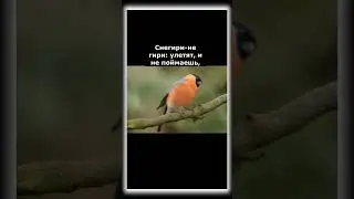 Снегири не Гири
