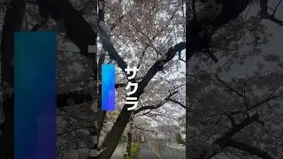 Sakura 2024 in Japan