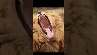 attitud lion attitud boy | Excited Insaan