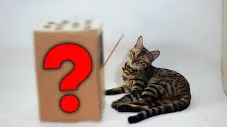 С ЭТОЙ игрушкой из картона кошка играет КАК НЕНОРМАЛЬНАЯ